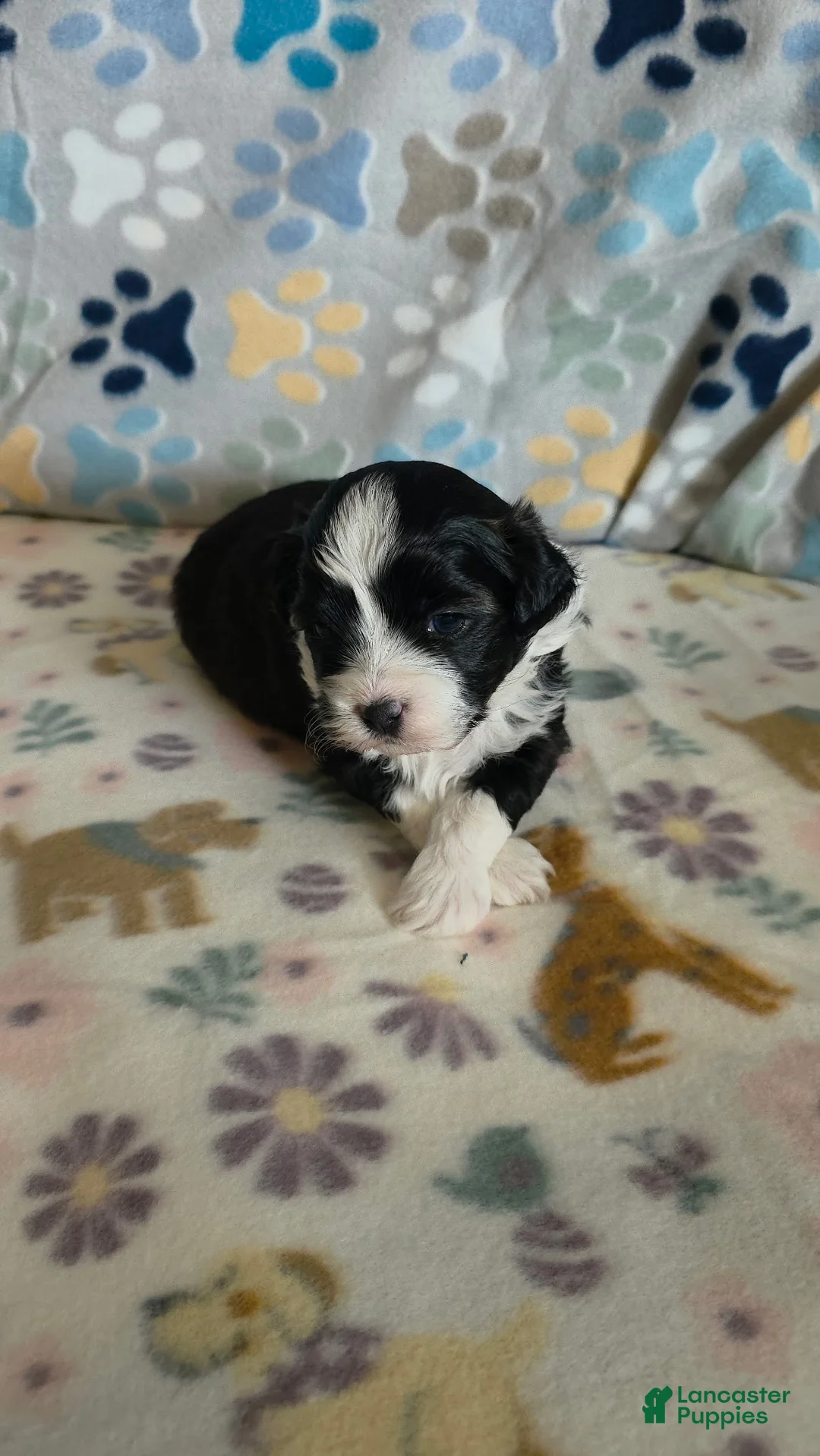 Shihpoo dogs for sale: Shihpoo Puppy 1 - Ad 1