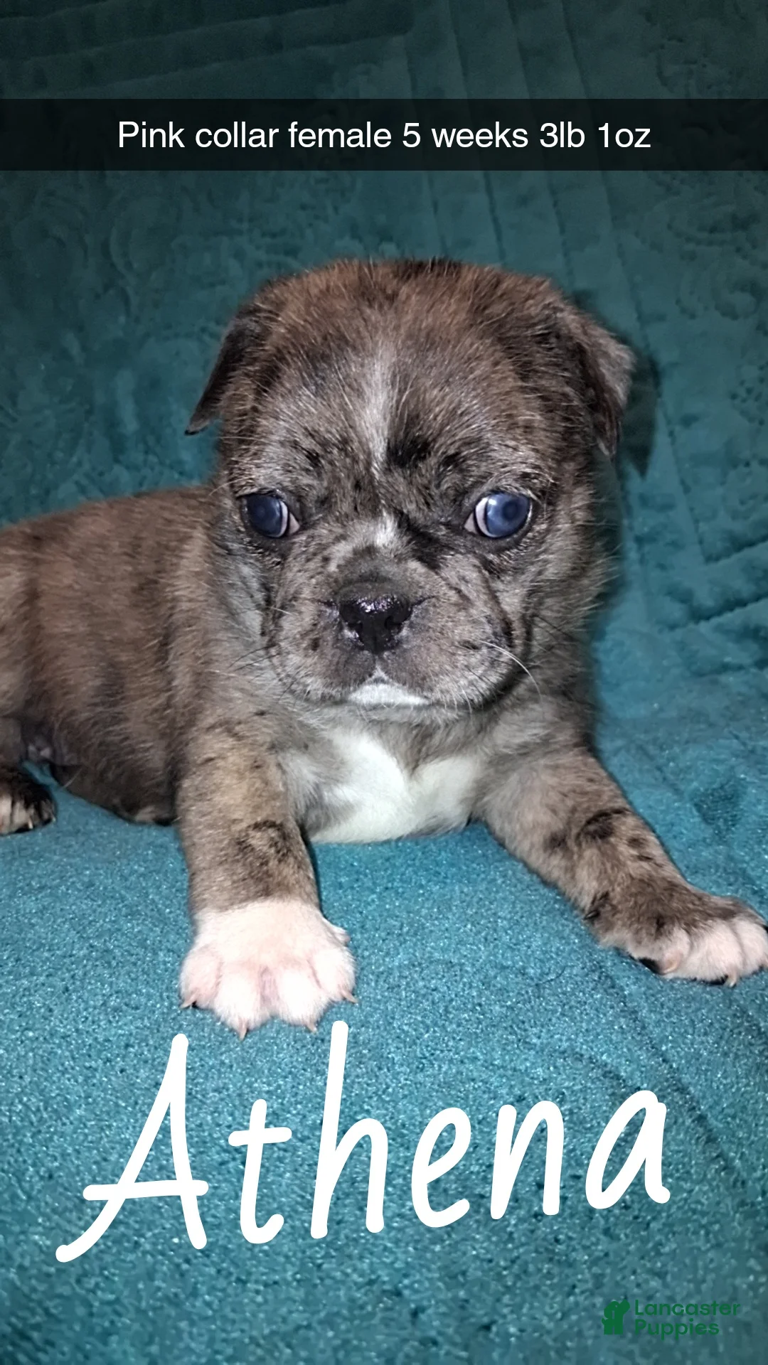 Pug dogs for sale: Athena  - Ad 2