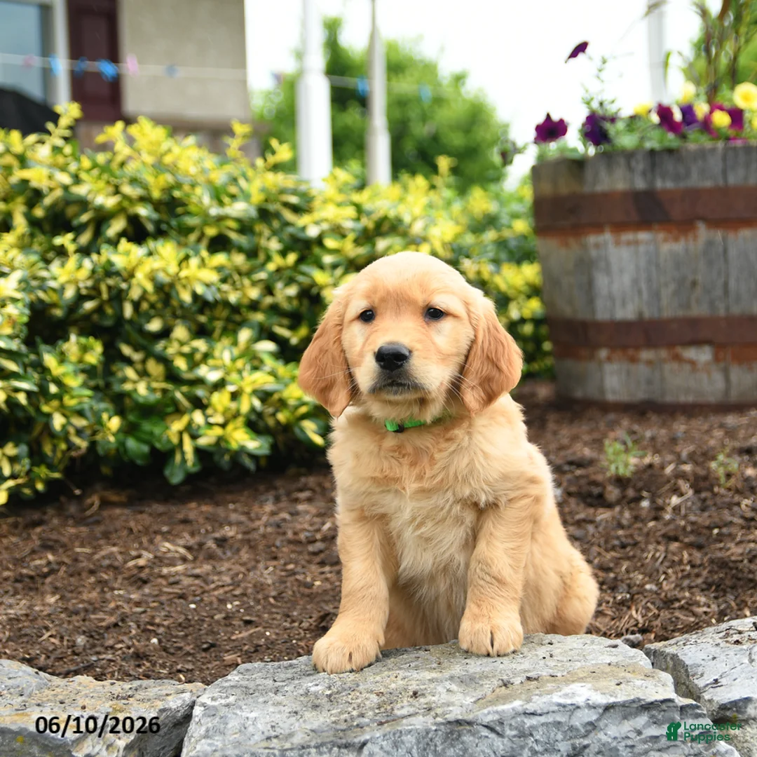 Golden Retriever dogs for sale: Jason - Ad 3
