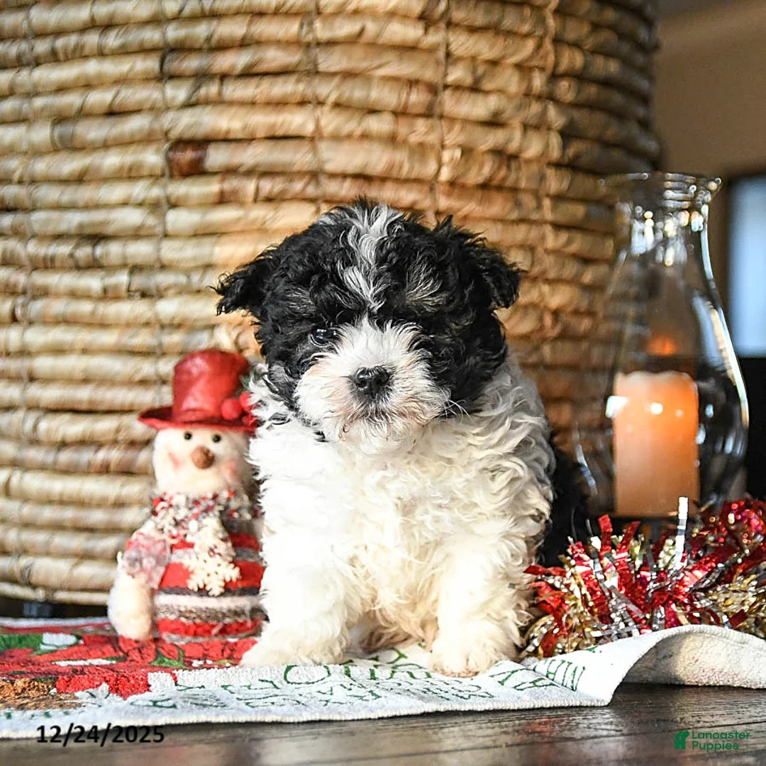 Shihpoo dogs for sale: Grover - Ad 6