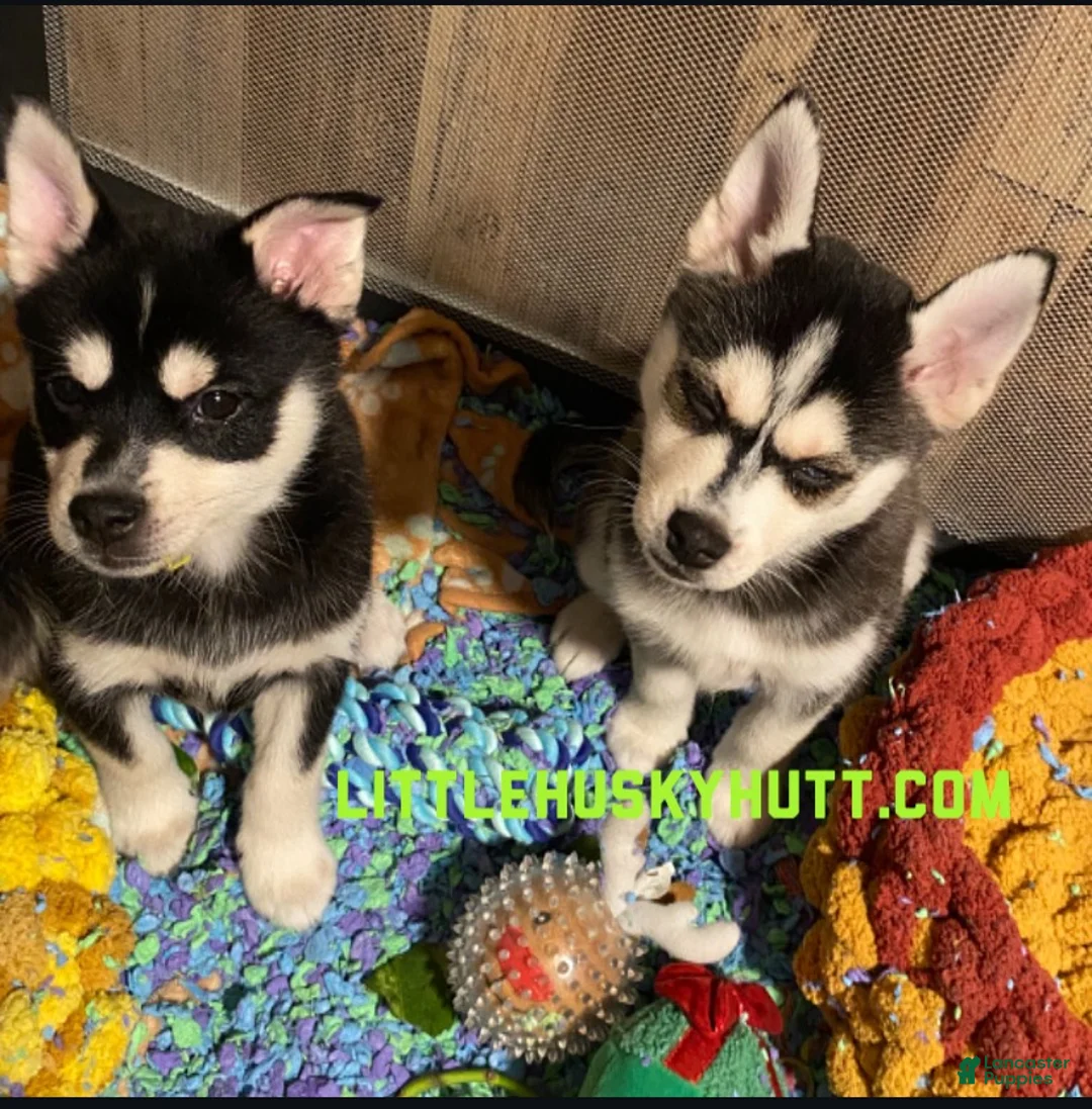 Pomsky dogs for sale: Sugar  - Ad 4