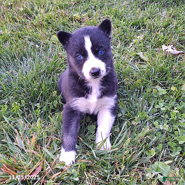 Gerberian Shepsky dogs Bella   - Ad 8