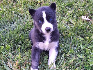 Gerberian Shepsky dogs Bella - Ad 10