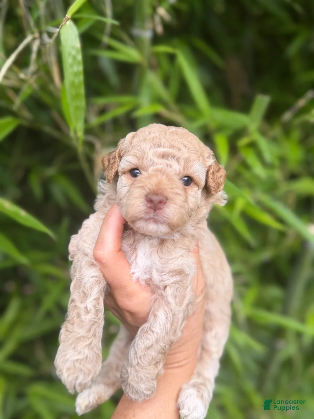 Cockapoo dogs for sale: Cockapoo 4 - Ad 1