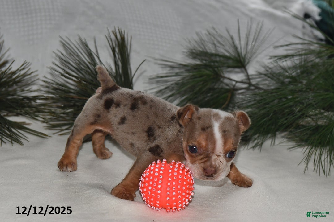 Beabull dogs for sale: Truffles  - Ad 1