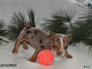 Beabull dogs Truffles - Ad 1