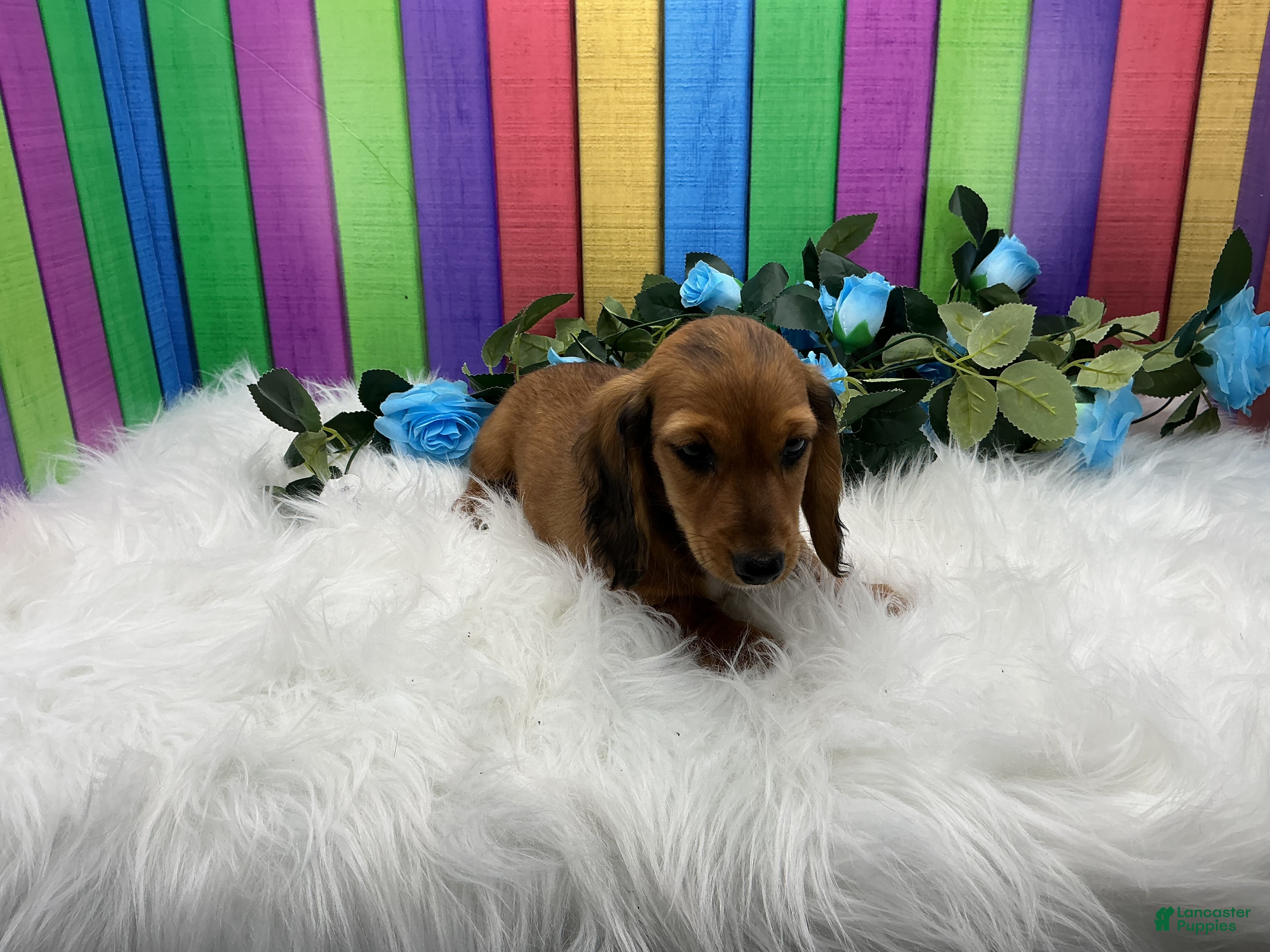 Dachshund dogs for sale: Dachshund Puppy 3 - Ad 2