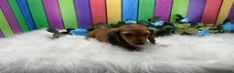 Dachshund dogs for sale: Dachshund Puppy 3 - Ad 1