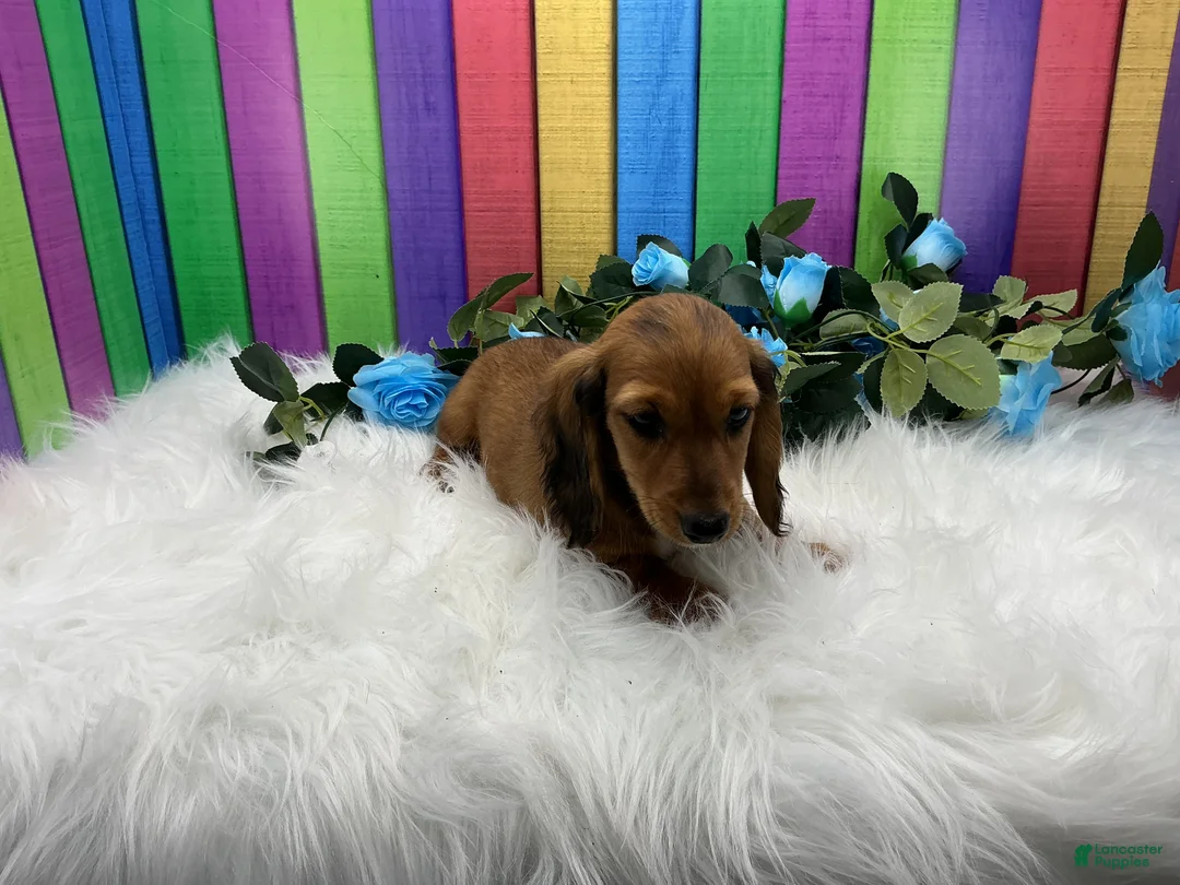 Dachshund dogs for sale: Dachshund Puppy 3 - Ad 1