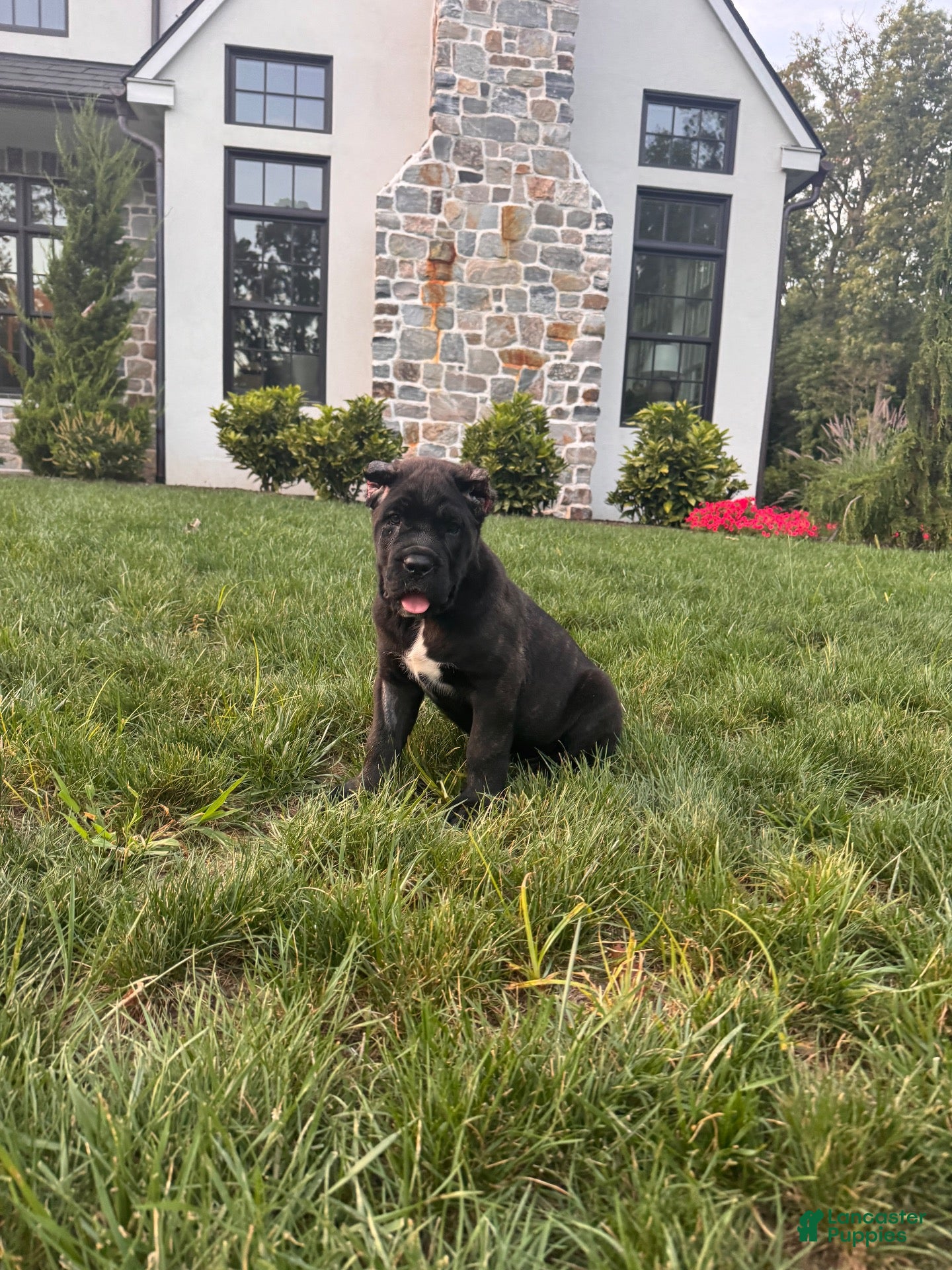 Cane Corso dogs Max - Ad 1