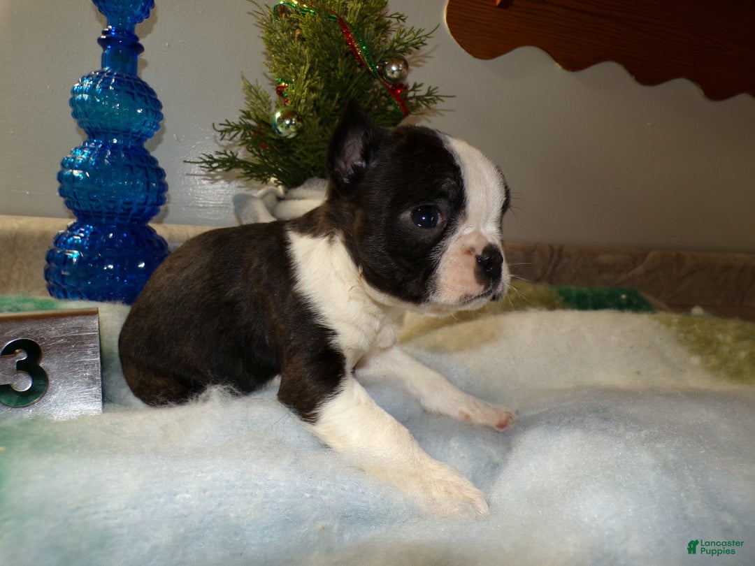 Boston Terrier dogs for sale: Boston Terrier Puppy 3 Dora - Ad 3