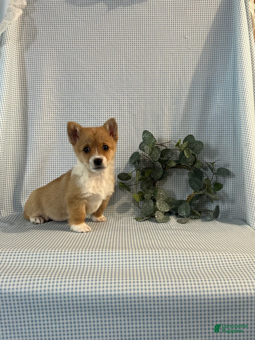 Welsh Corgi Pembroke dogs for sale: Violet - Ad 3