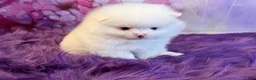 Pomeranian dogs for sale: Nala - Ad 4