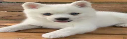 Alaskan Klee Kai dogs for sale: Pretty Blue Eyed SnowWhite~! - Ad 9