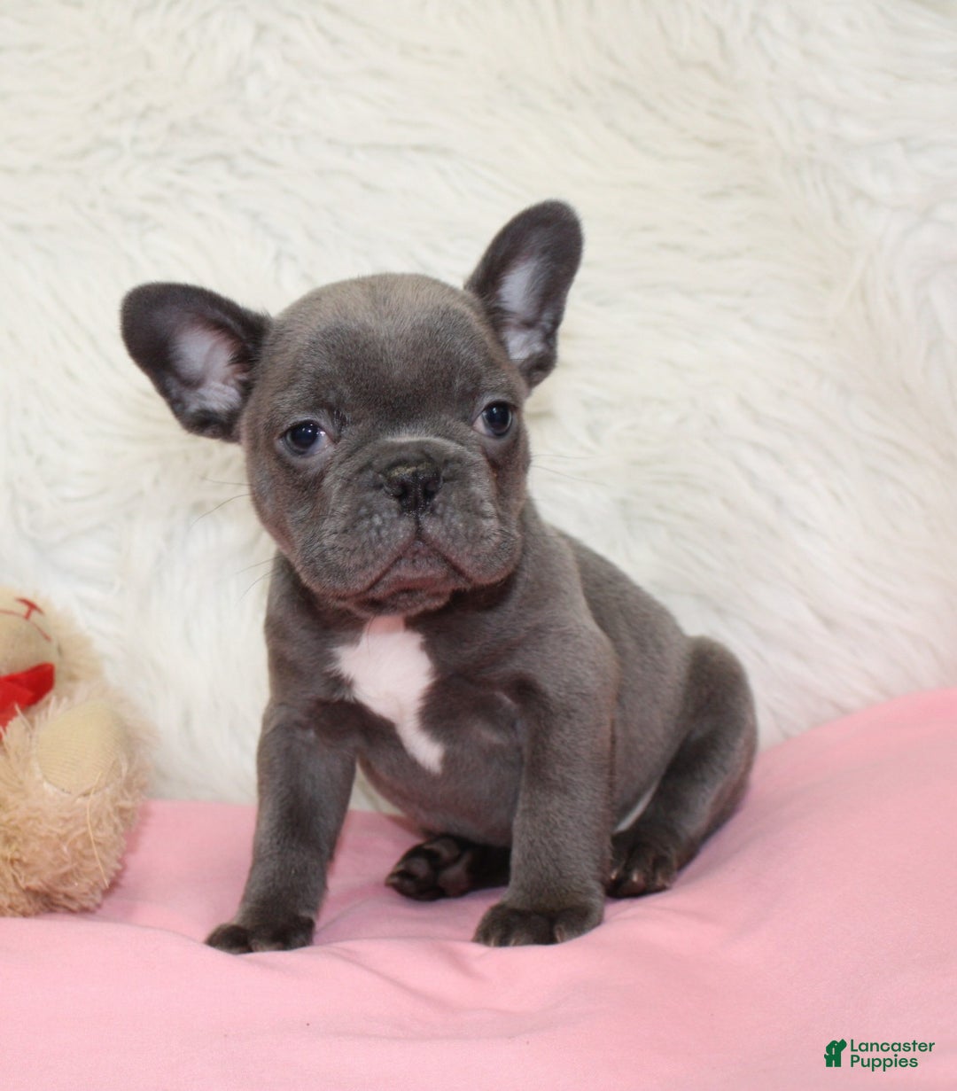 Mixed Breed dogs for sale: Ollie - Ad 2