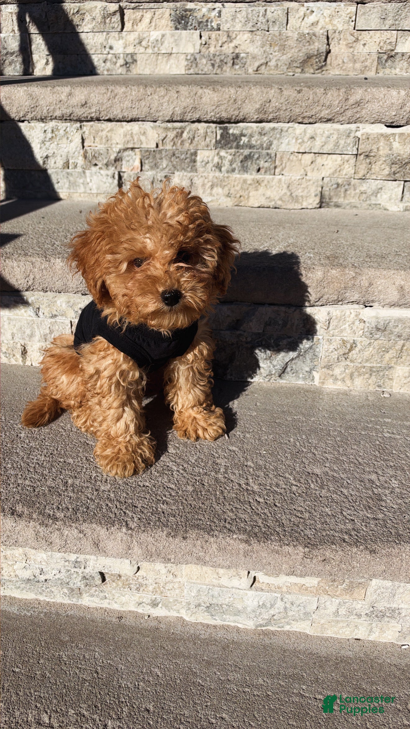 Toy Poodle dogs for sale: Teddy bear  - Ad 6