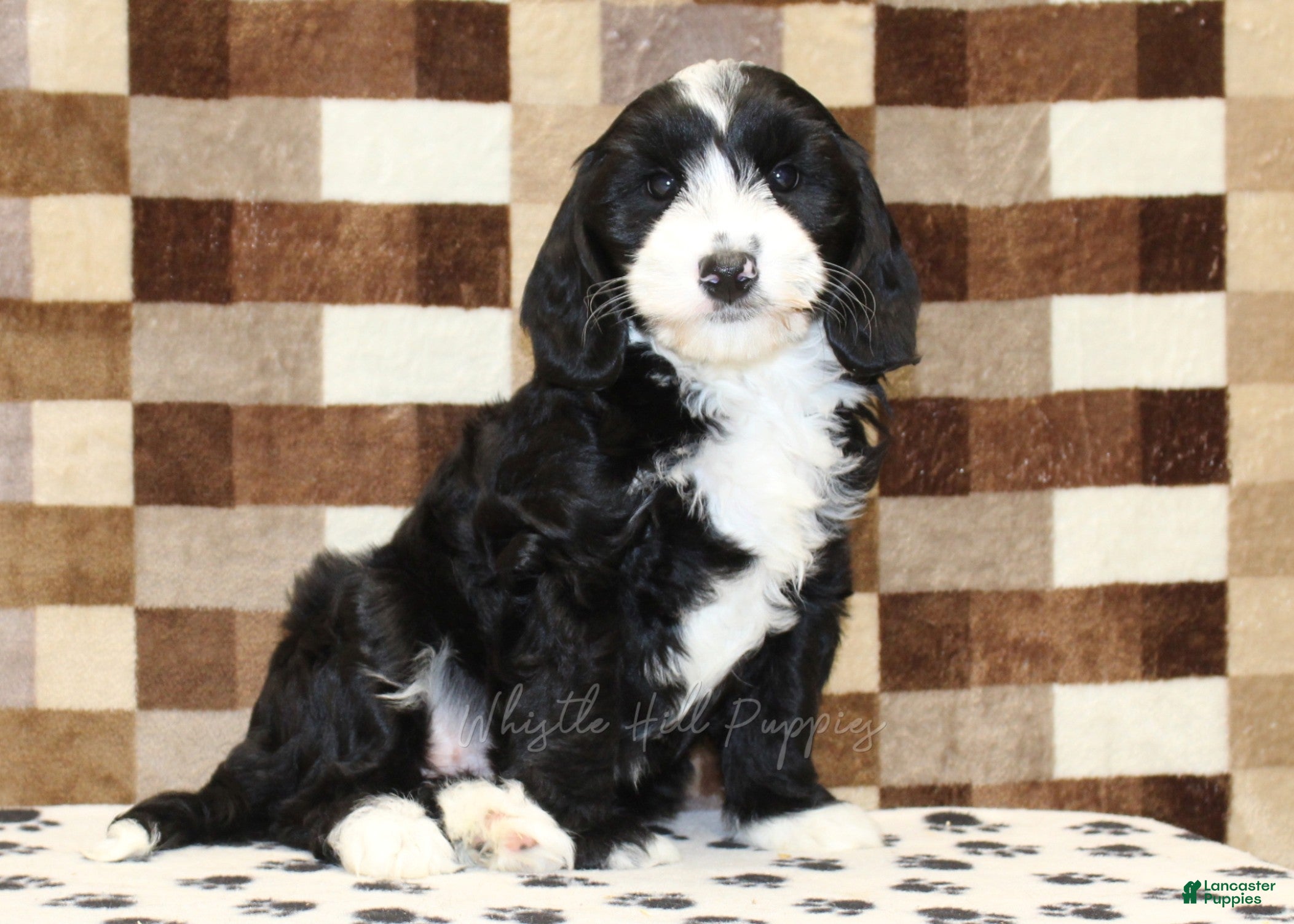 Mixed Breed dogs Fairy - Ad 1