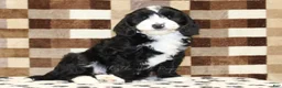 Mixed Breed dogs for sale: Fairy - Ad 1