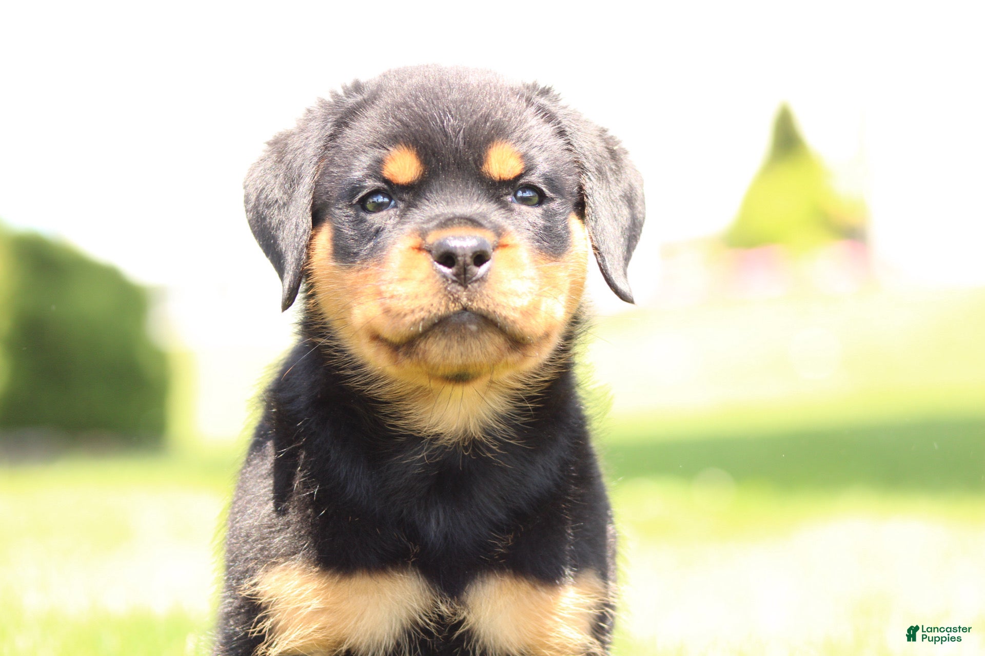 Rottweiler dogs for sale: Davis - Ad 3