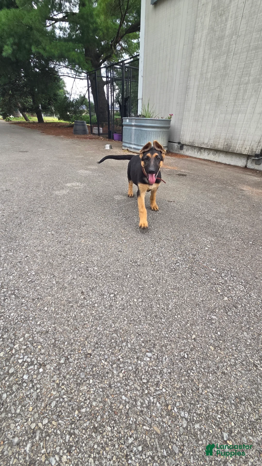 German Shepherd dogs for sale: German Shepherd 3 - Ad 2