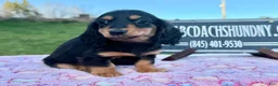 Miniature Dachshund dogs for sale: Russian - Ad 2