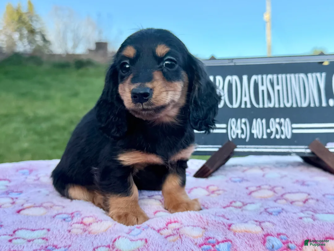 Miniature Dachshund dogs for sale: Russian - Ad 2