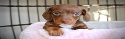Miniature Dachshund dogs for sale: Hopefully AKC - Ad 4