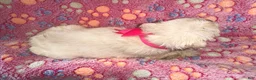 French Bulldog dogs for sale: French Bulldog 3 - Ad 1
