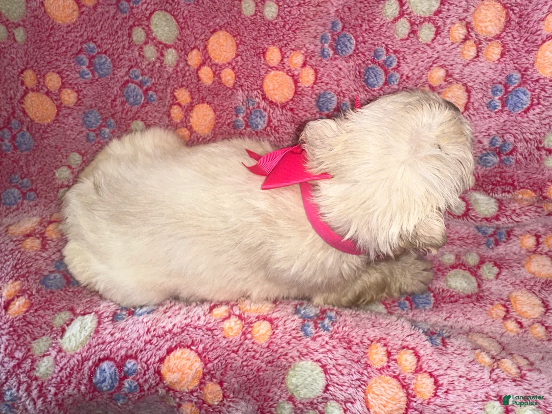 French Bulldog dogs for sale: French Bulldog 3 - Ad 1