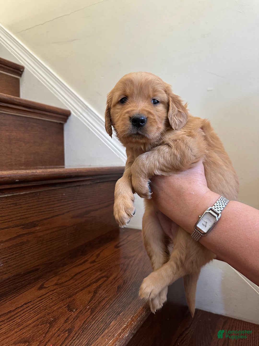 Golden Retriever dogs for sale: Eve - Ad 4