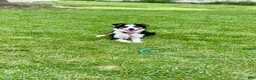 Australian Shepherd dogs for sale: Australian Shepherd 3 - Ad 5