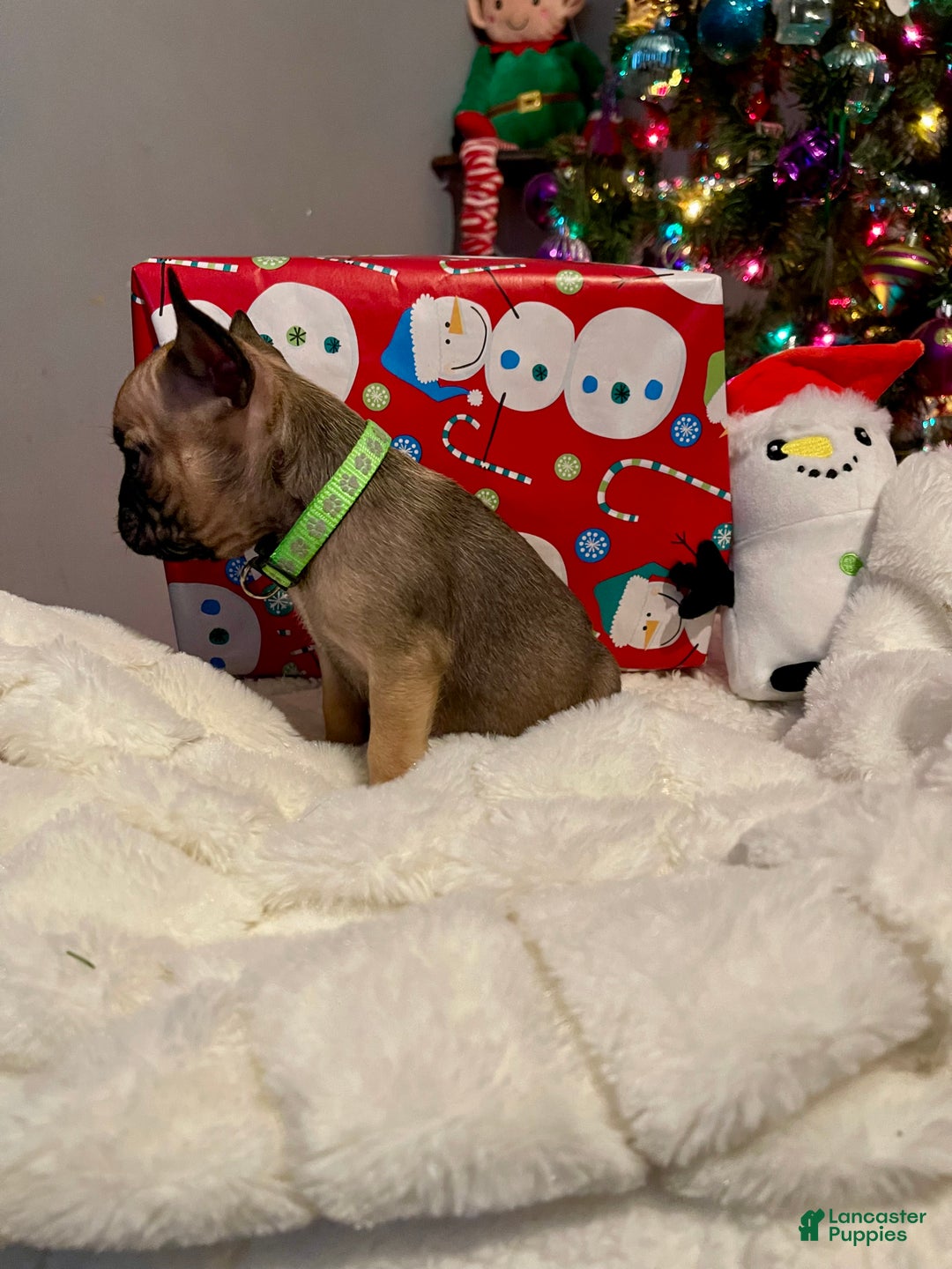 French Bulldog dogs for sale: Bean - Ad 2