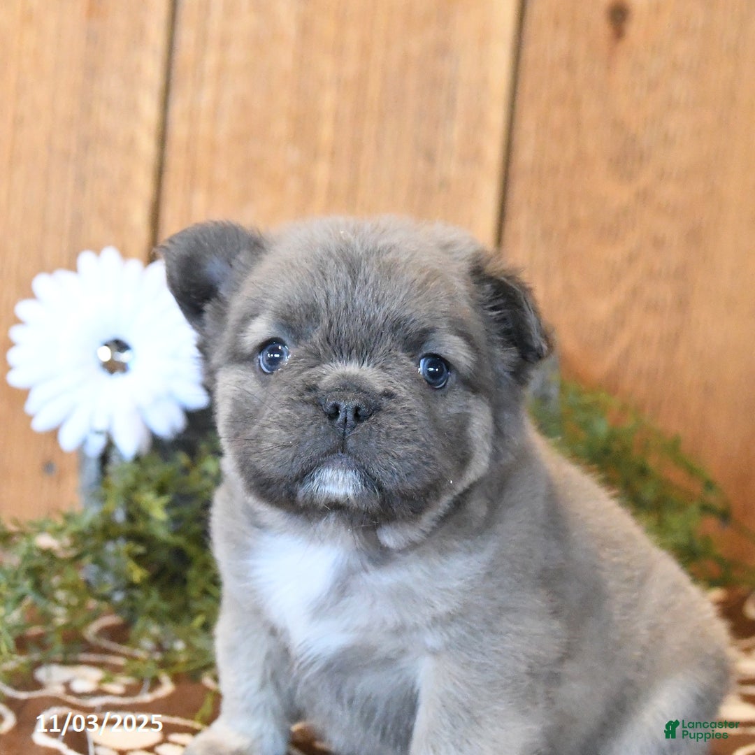 French Bulldog dogs for sale: Bandit - Ad 4