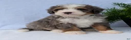 Mini Bernedoodle dogs for sale: Mini Bodie  - Ad 16