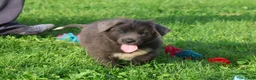 Newfoundland dogs for sale: Tina - Ad 7
