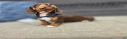 Miniature Dachshund dogs for sale: Blue boy  - Ad 5