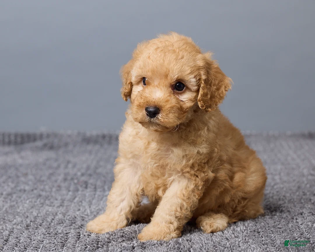 Miniature Poodle dogs for sale: Rocky - Ad 2