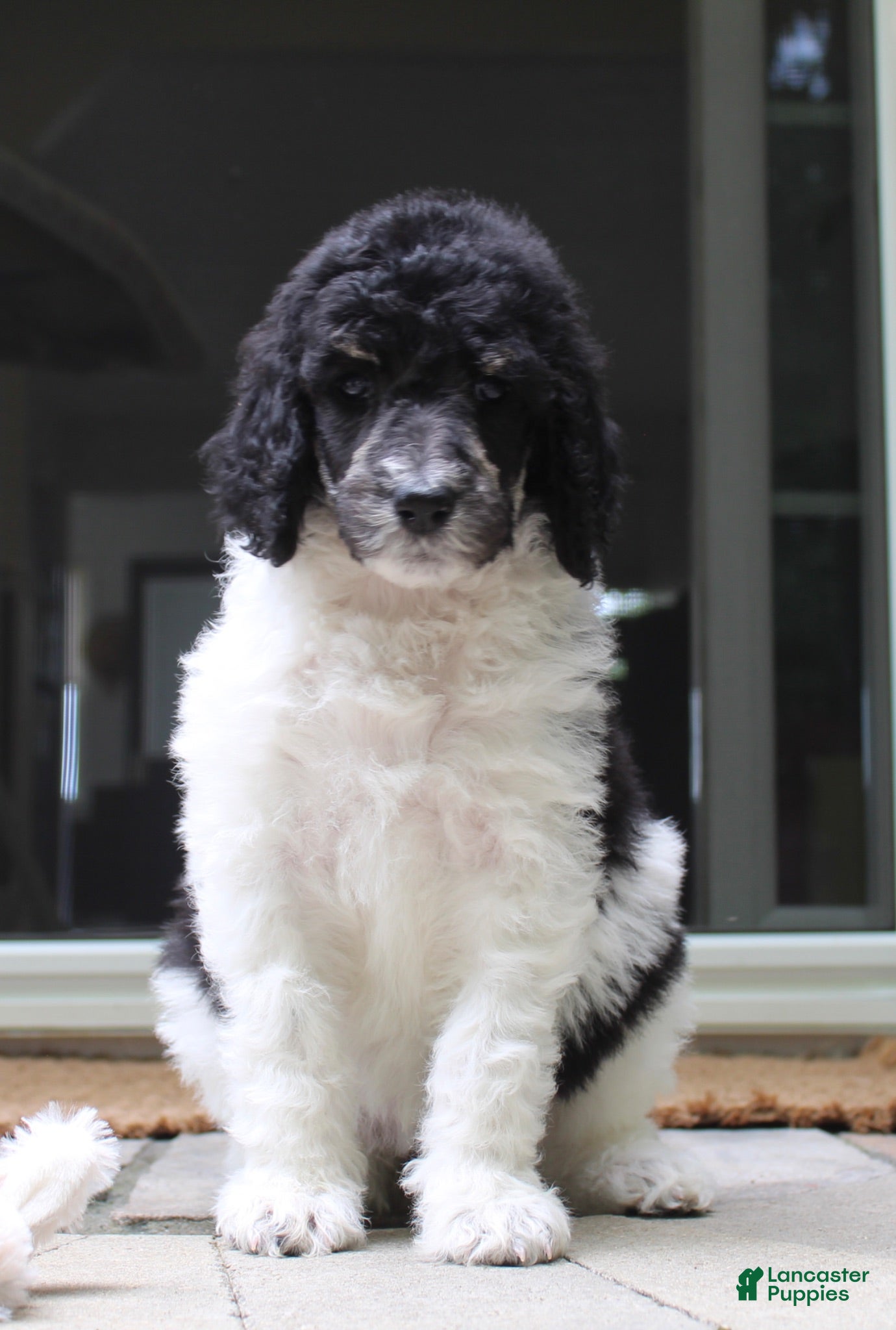 Standard Poodle dogs Sage AKC standard poodle - Ad 1