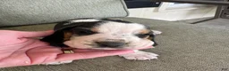 Basset Hound dogs for sale: Basset Hound 3 - Ad 3