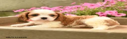 Cavalier King Charles Spaniel dogs for sale: Chester - Ad 3