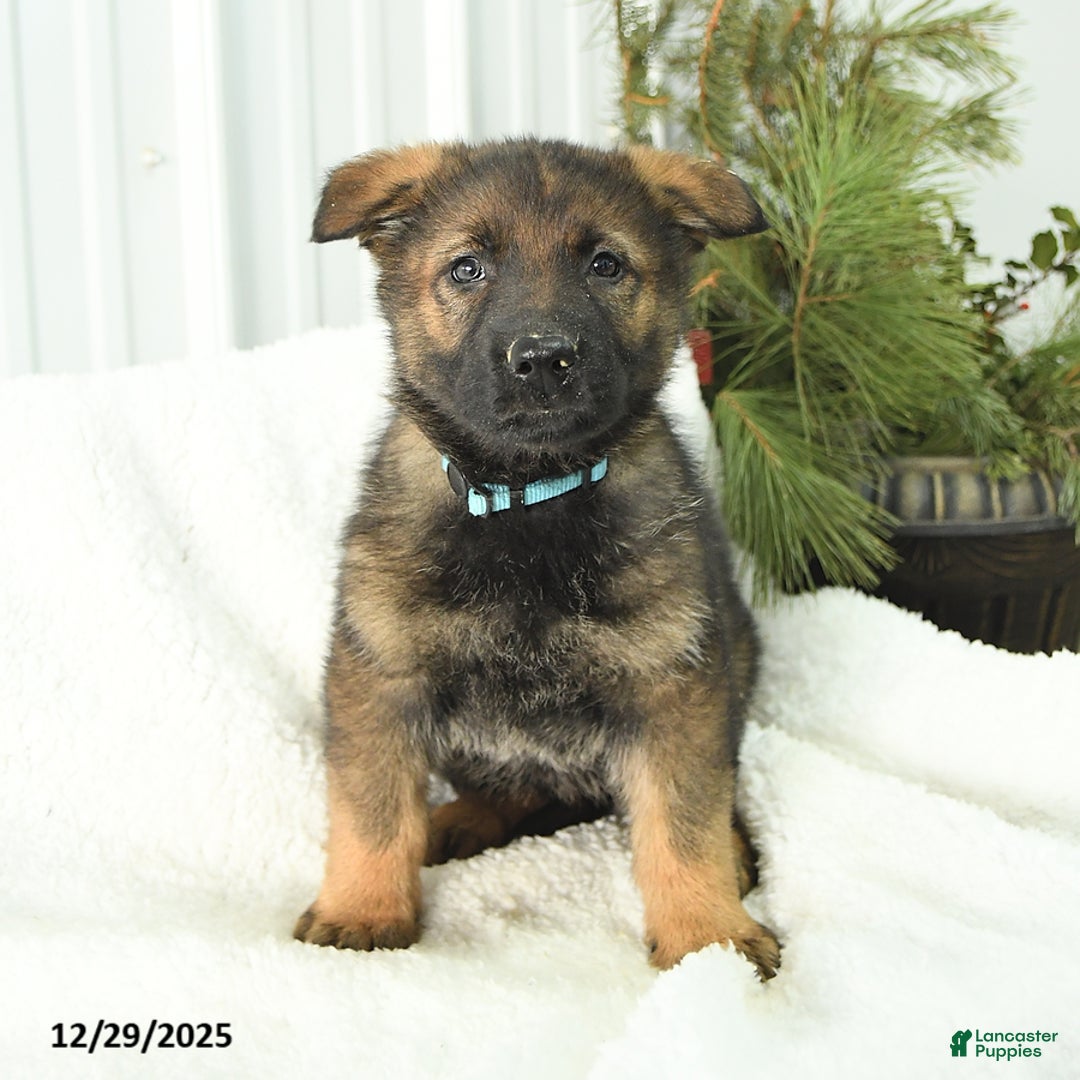 German Shepherd dogs for sale: Donna - Ad 1