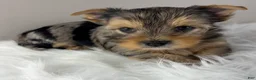 Yorkshire Terrier dogs for sale: Maverick  - Ad 5