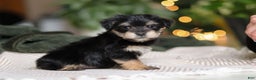 Morkie dogs for sale: Luke - Ad 5