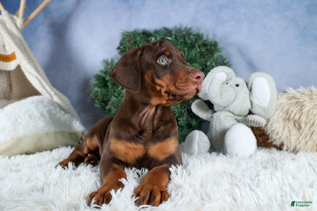 Doberman Pinscher dogs for sale: TASHA - Ad 17