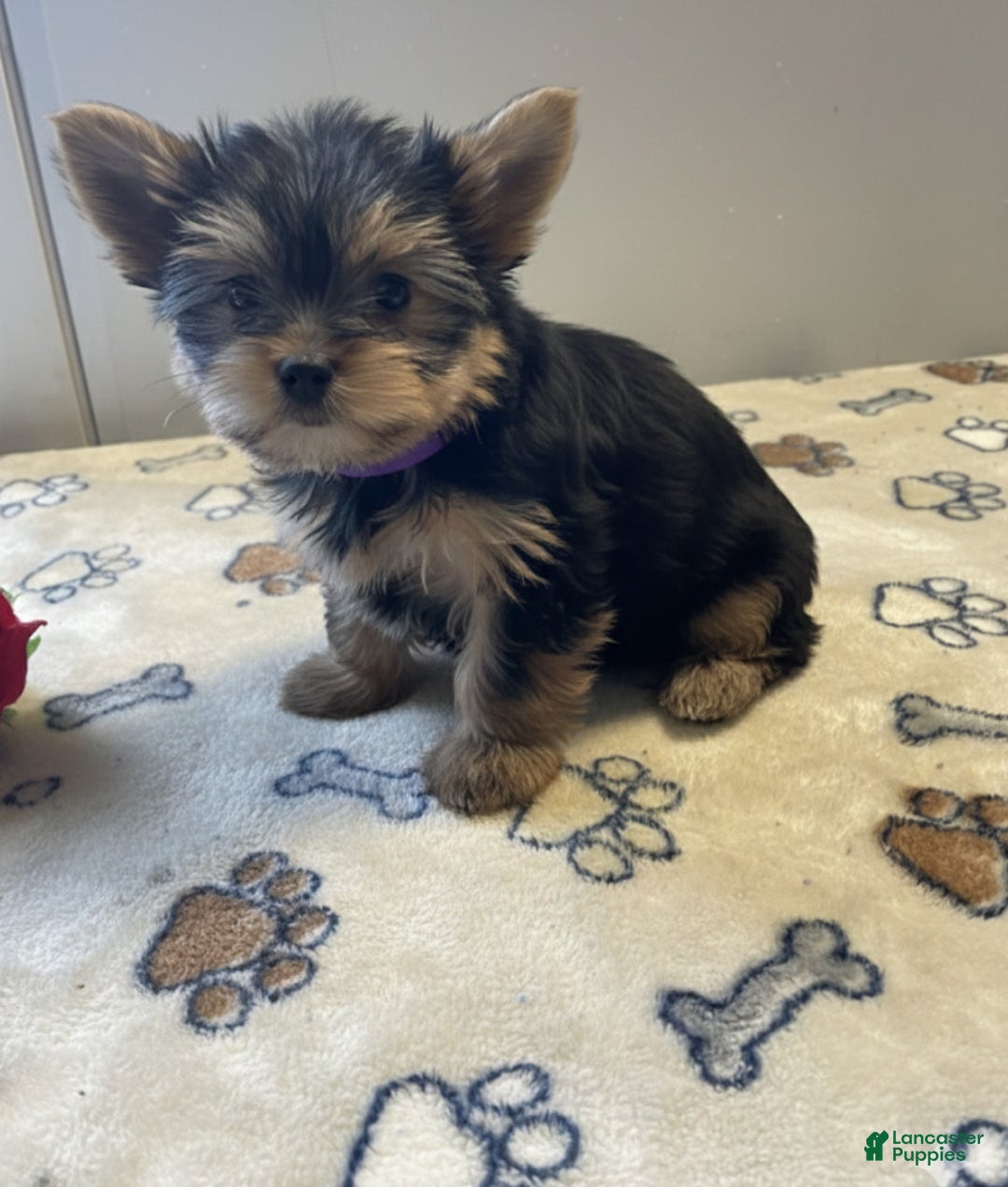 Yorkshire Terrier dogs for sale: Dexter - Ad 1