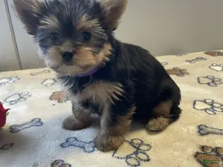 Yorkshire Terrier dogs Dexter - Ad 3