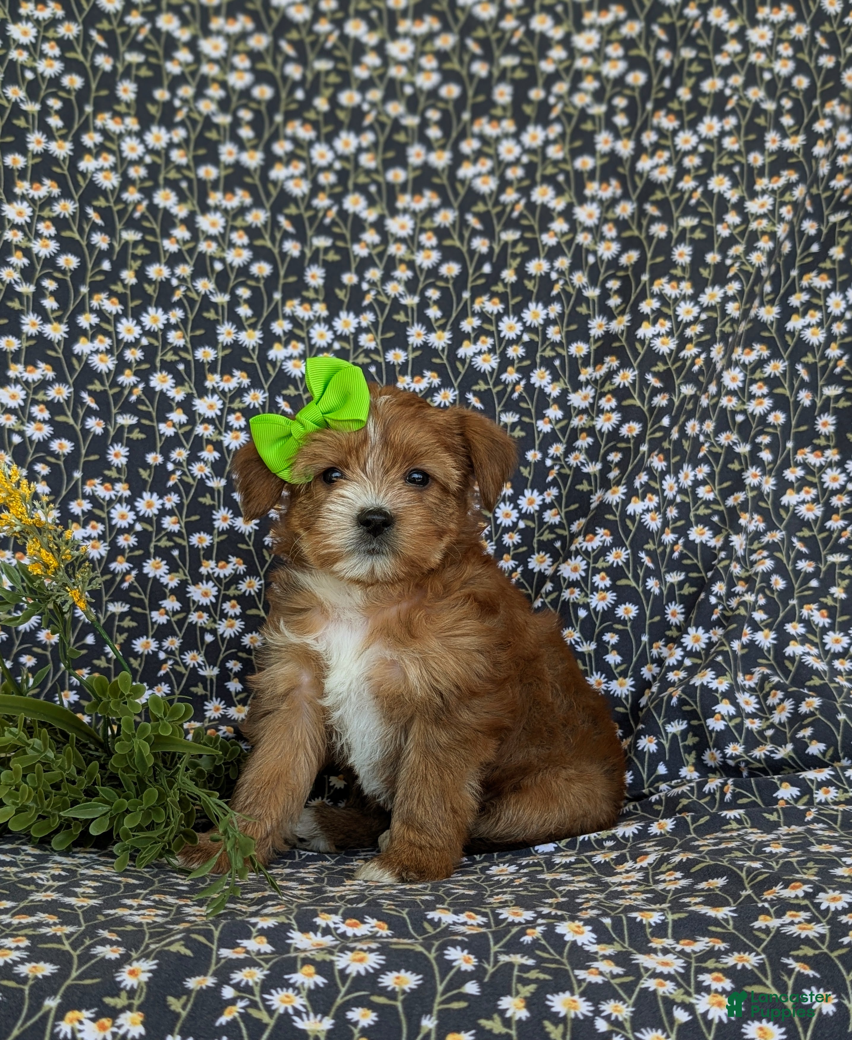 Shorkie dogs Mia Hypoallergenic - Ad 1