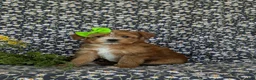 Shorkie dogs for sale: Mia Hypoallergenic - Ad 1