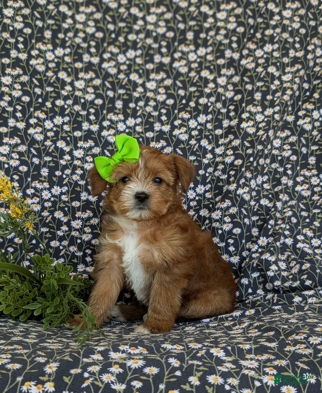 Shorkie dogs for sale: Mia Hypoallergenic - Ad 1