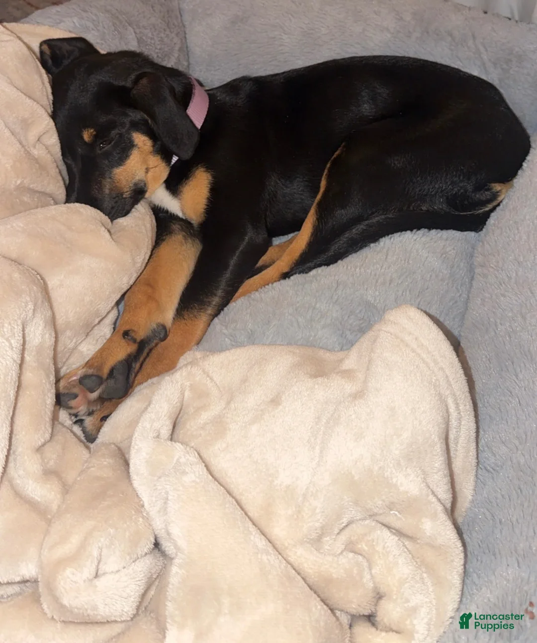 Mixed Breed dogs for sale: Mixed Breed 1 - Ad 5